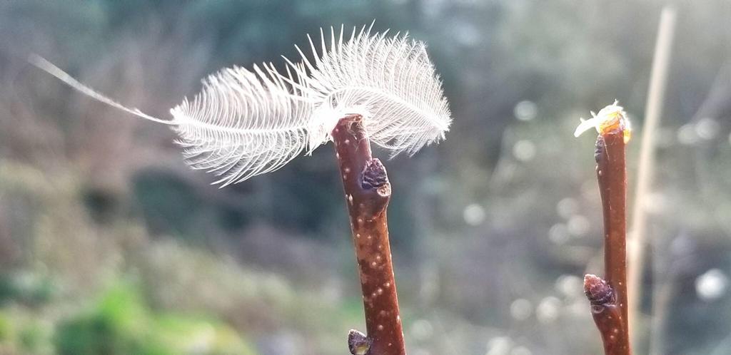 texte delicatesse du toucher plume arbre soraya melter